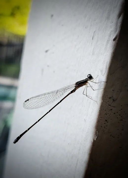 Damselfly