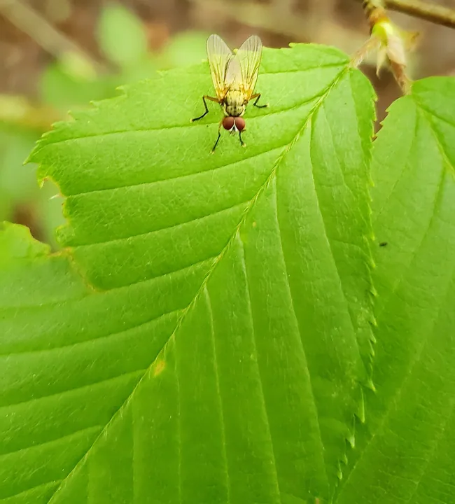 Fly on a Leaf