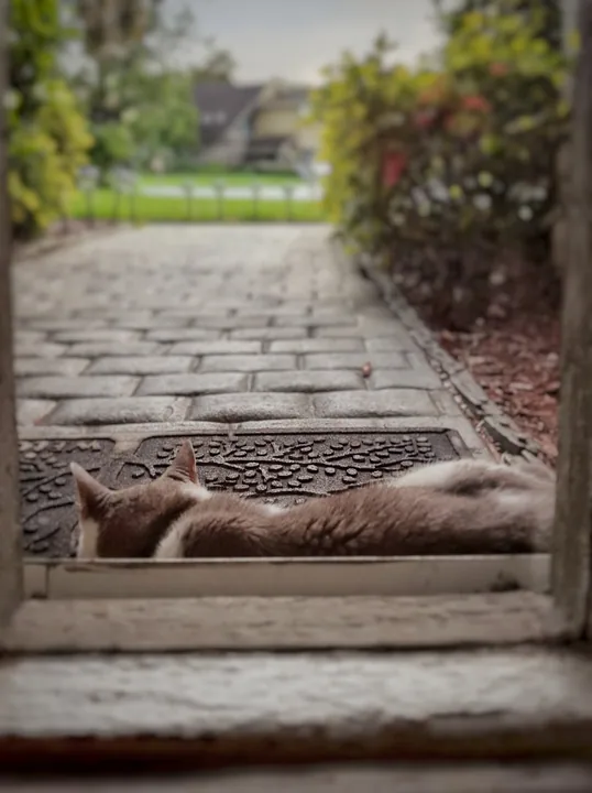 Cat at Home